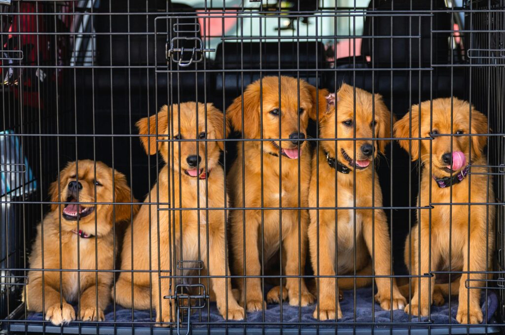 Five cute golden retriever puppies sit inside a metal cage, ready for adoption.